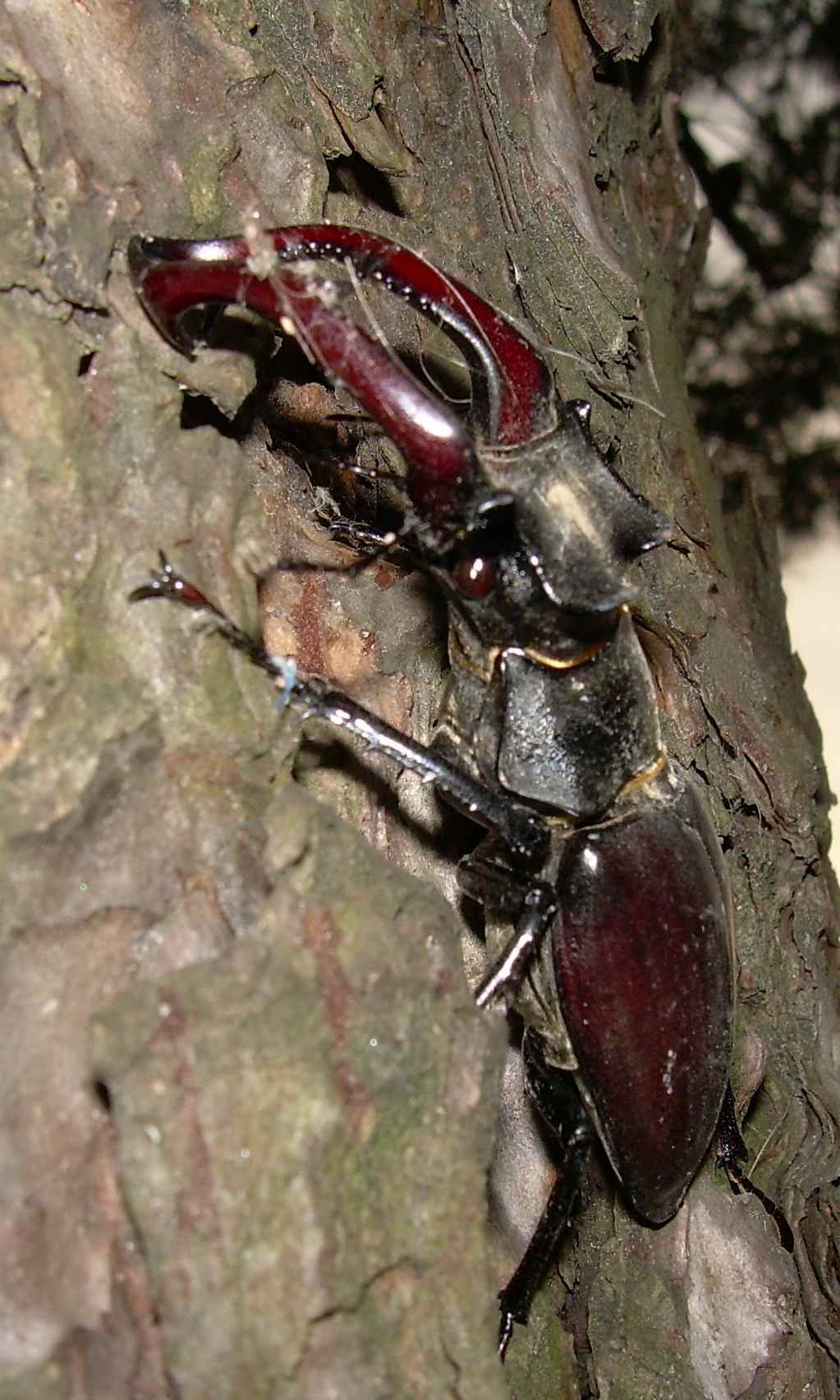 Lucanus cervus?
